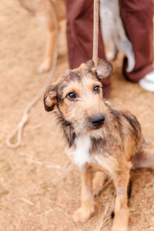 CCZ de São Bernardo realiza feira de adoção de pets neste sábado