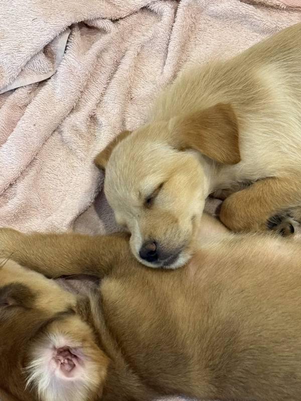 Evento de Adoção de Cães e Gatos conecta pets e a novas famílias neste domingo no São Bernardo Plaza