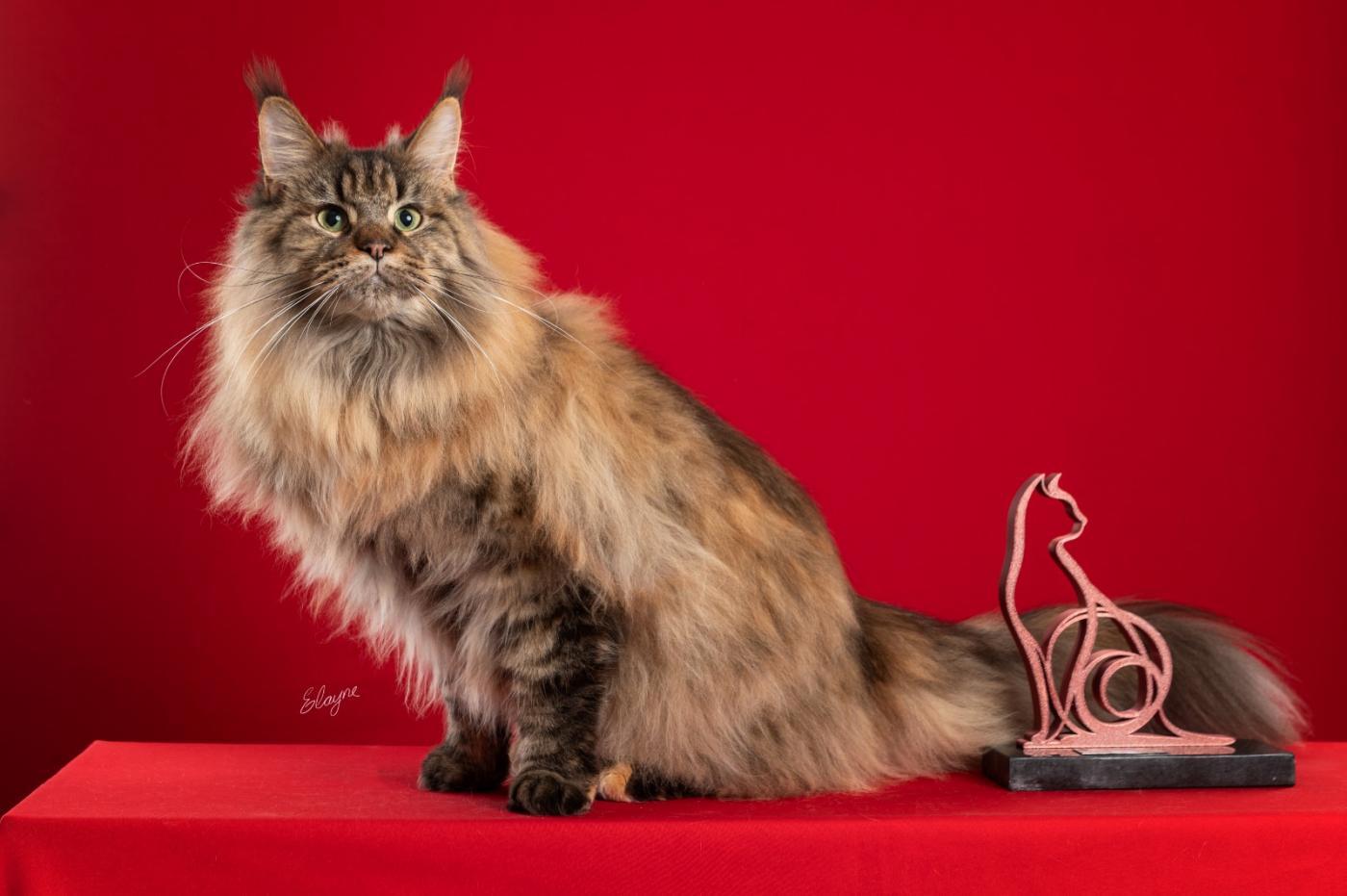 Festival leva mais de 130 gatos e promove feira de adoção no Parque Valongo, em Santos, no sábado (28) e domingo (1º), das 10h às 18h