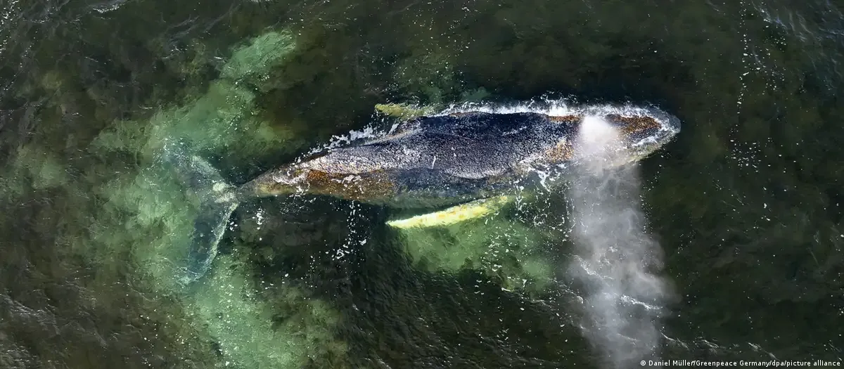 Baleia encalhada na Alemanha volta novamente a nadar