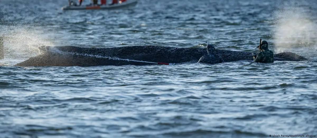 Baleia resgatada na costa alemã volta a encalhar