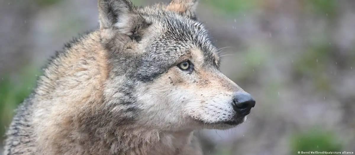 Lobo morde mulher em área urbana de Hamburgo e é capturado