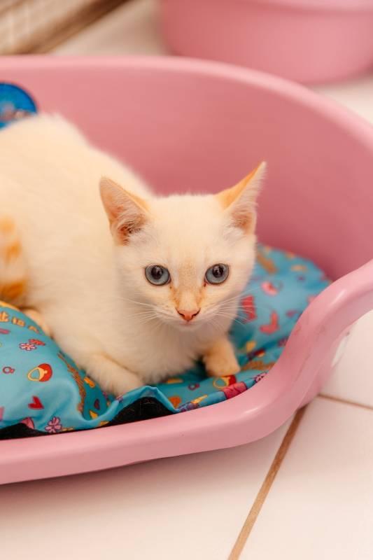 Mutirão de castração de cães e gatos em São Bernardo contará com 400 procedimentos gratuitos