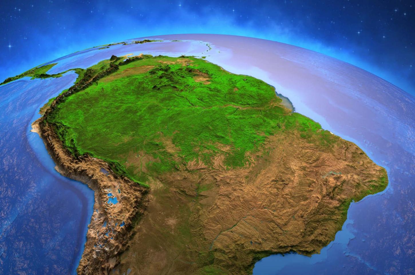 O valor da floresta em pé