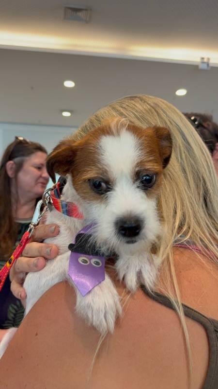 São Bernardo Plaza promove mais uma edição do Evento de Adoção de Cães e Gatos neste domingo