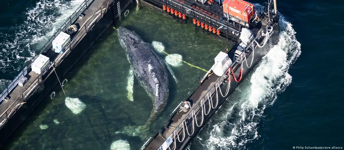 Baleia que encalhou na costa alemã está sendo transportada