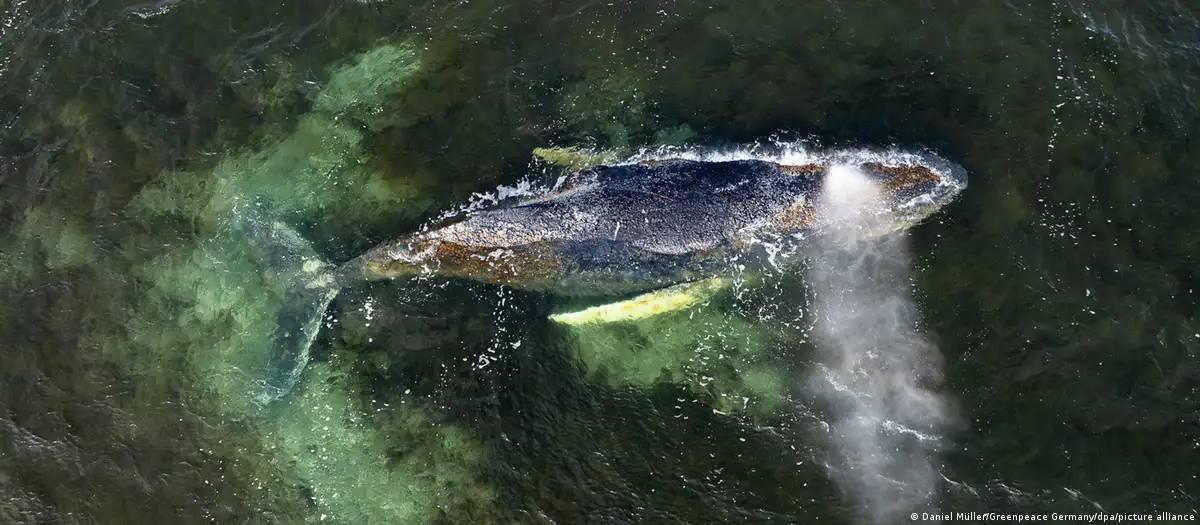 Equipes perdem a esperança de salvar baleia na Alemanha