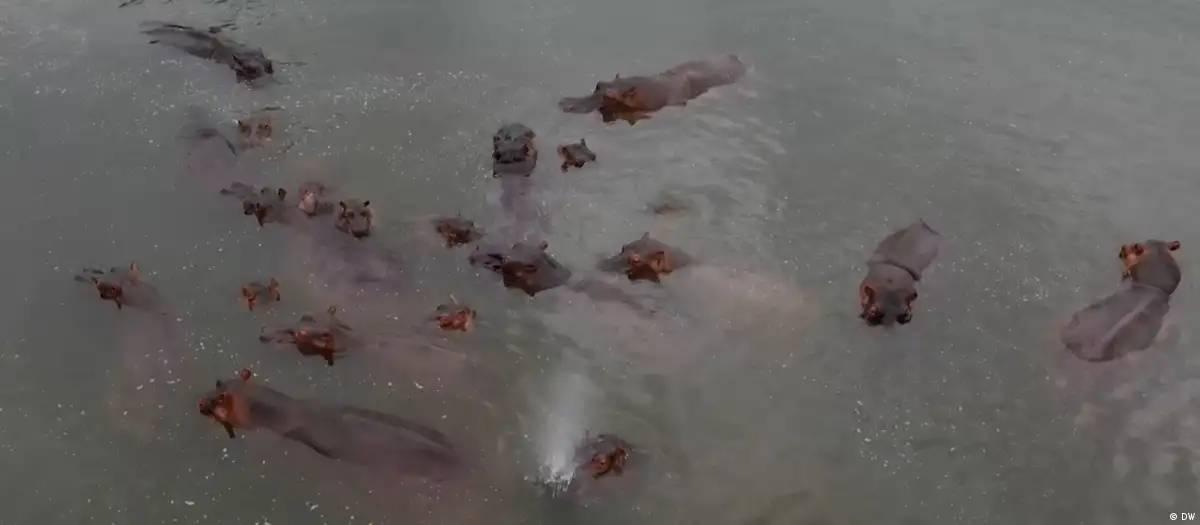 Magnata indiano quer salvar do abate hipopótamos de Escobar