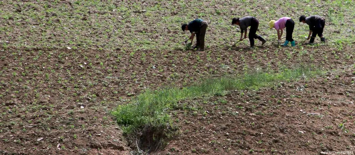 Seca pode agravar escassez de alimentos na Coreia do Norte