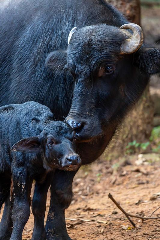 Rejeitada ao nascer, filhote de búfalo encontra 