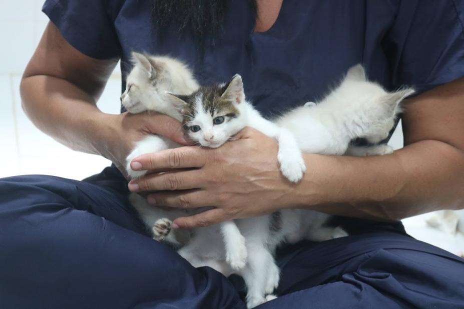Codevida promove adoção de cães e gatos filhotes em Santos