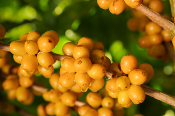 Região do Cerrado Mineiro leva cafés da nova safra e experiências sensoriais à World of Coffee Brussels 2026