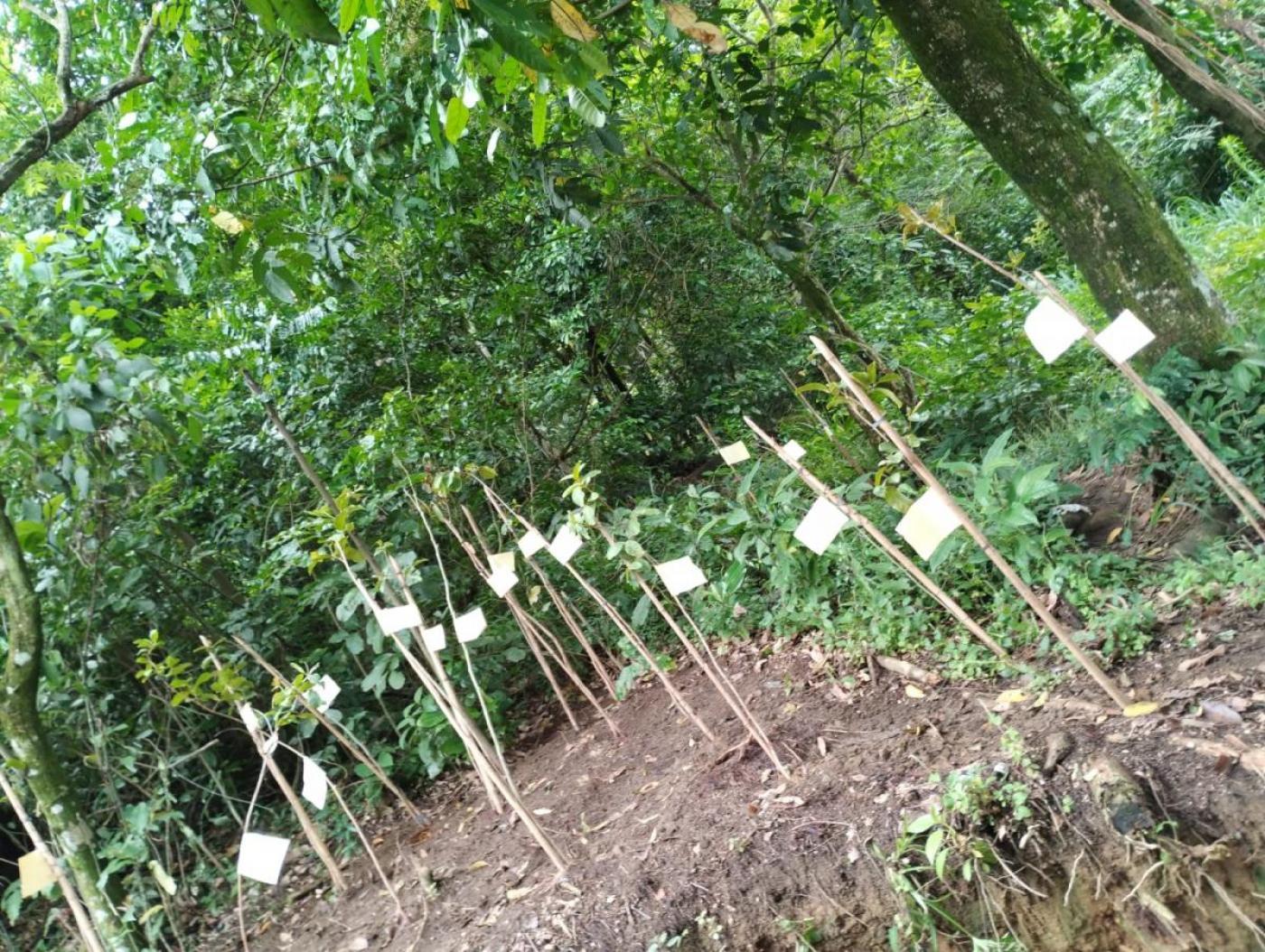 Santos promove plantio de árvores para encerrar o Mês do Meio Ambiente