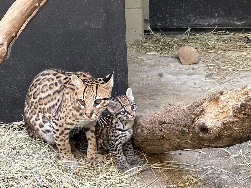 Filhote de casal de jaguatiricas resgatadas nasce no Zoo SP e já pode ser vista pelo público 