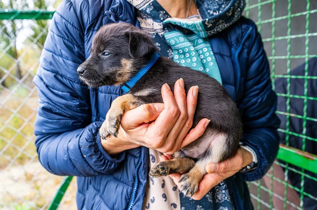Pátio Higienópolis tem feira de adoção de pets neste final de semana