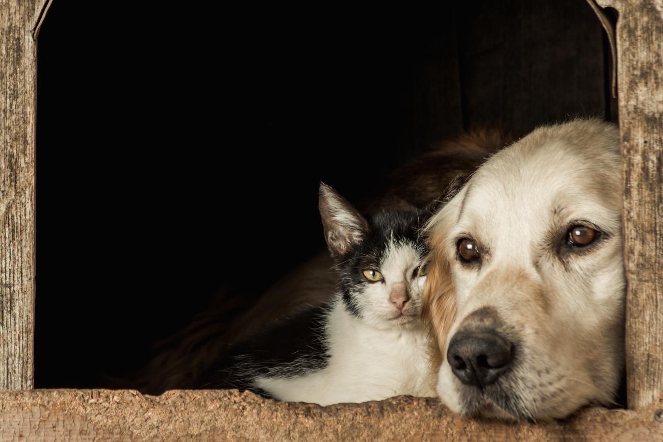 Pátio Paulista realiza nova edição de Pet Day com adoção de cães e gatos