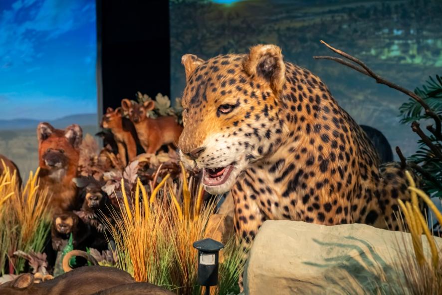 Exposição Reino Vivo, no Shopping Metrópole, tem 50% de desconto nos ingressos  