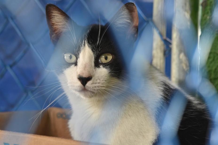 Gatos esperam por novo lar em feiras de adoção de Santos