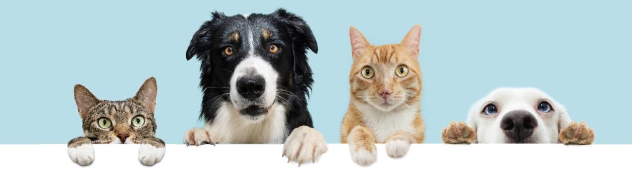 Pátio Paulista Realiza Nova Edição de Adoção Responsável de Cães e Gatos 