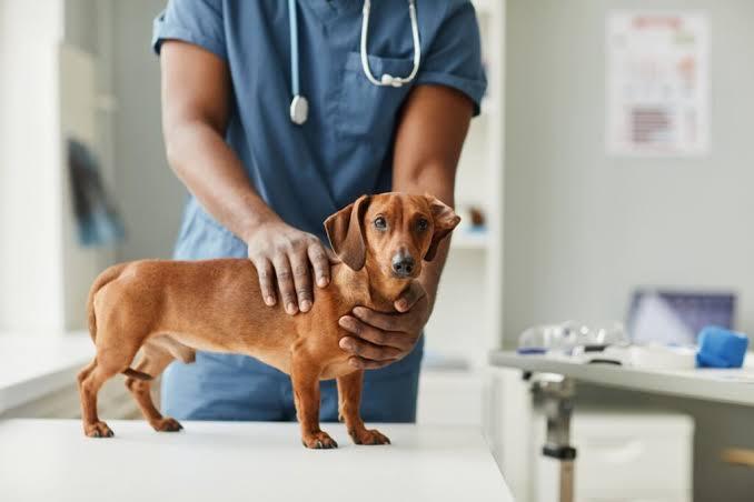 Pro Pet SP leva castração gratuita a 25,8 mil cães e gatos no primeiro semestre