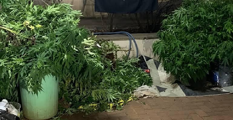 PM encontra plantação ilegal e apreende mais de 100 kg de maconha no interior de SP