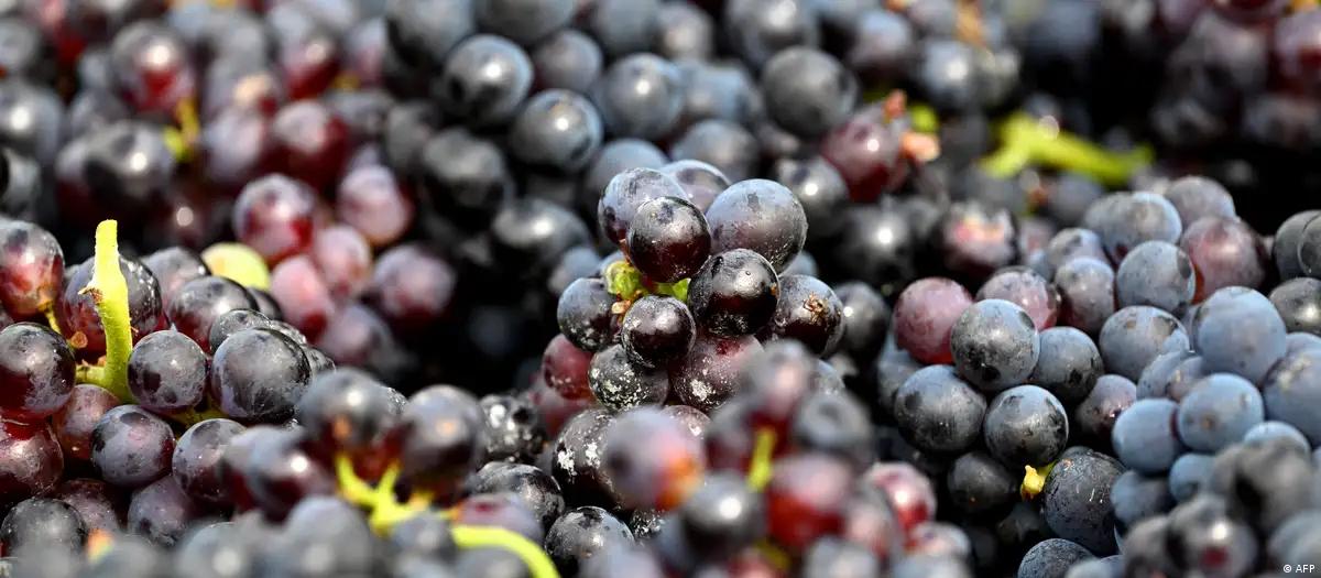 Produção de vinho na França deve ter pior safra em décadas 