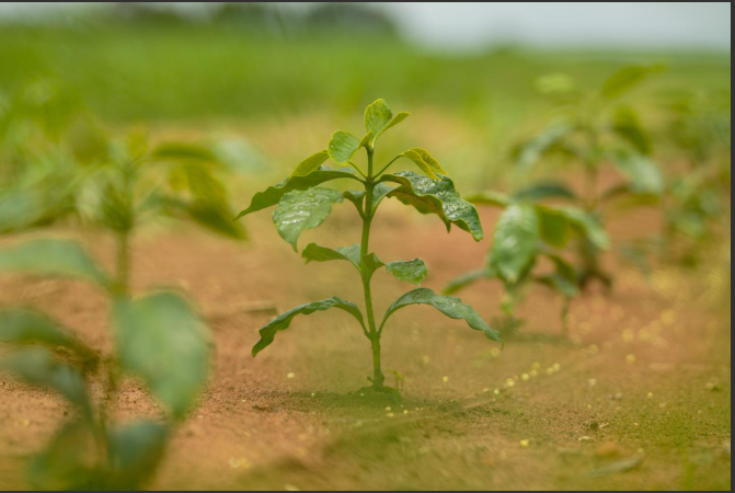 Região do Cerrado Mineiro promove plantio de árvores nativas com crianças em celebração ao Dia do Cerrado