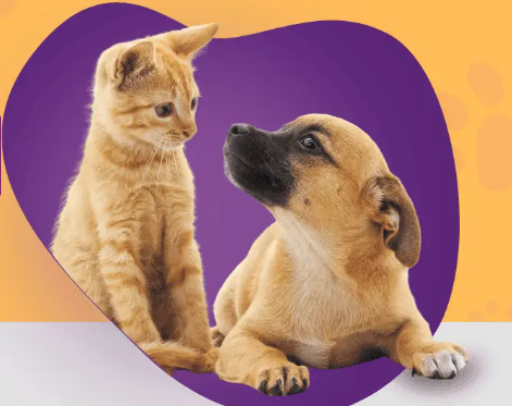 Feira no Uberlândia Shopping busca novos lares para animais resgatados