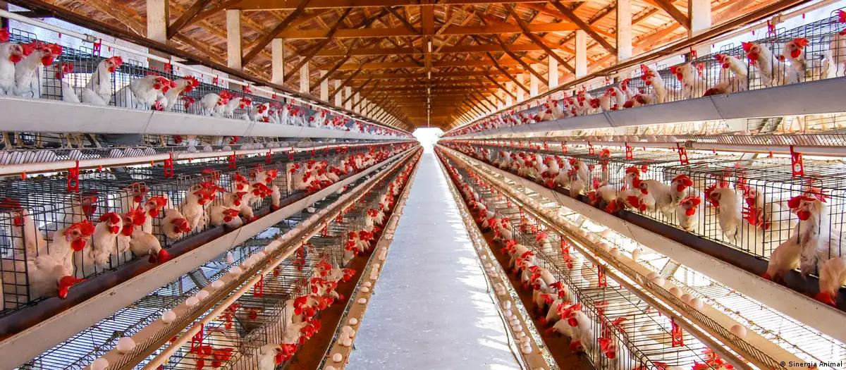 México deixa de importar frango do Brasil após surto de doença aviária 
