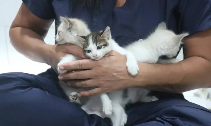 Codevida promove adoção de cães e gatos filhotes em Santos