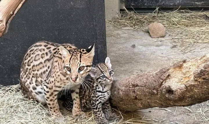 Filhote de casal de jaguatiricas resgatadas nasce no Zoo SP e já pode ser vista pelo público 