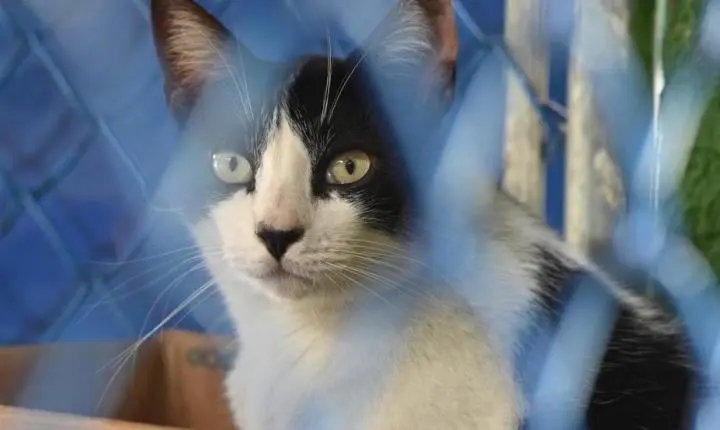 Gatos esperam por novo lar em feiras de adoção de Santos