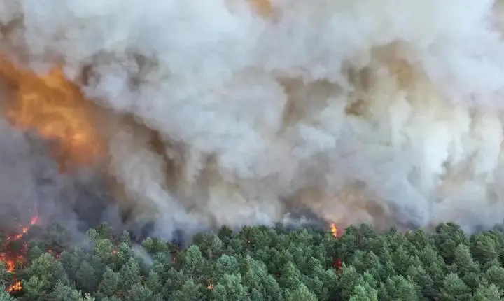 Incêndio devastador atinge floresta emblemática da França