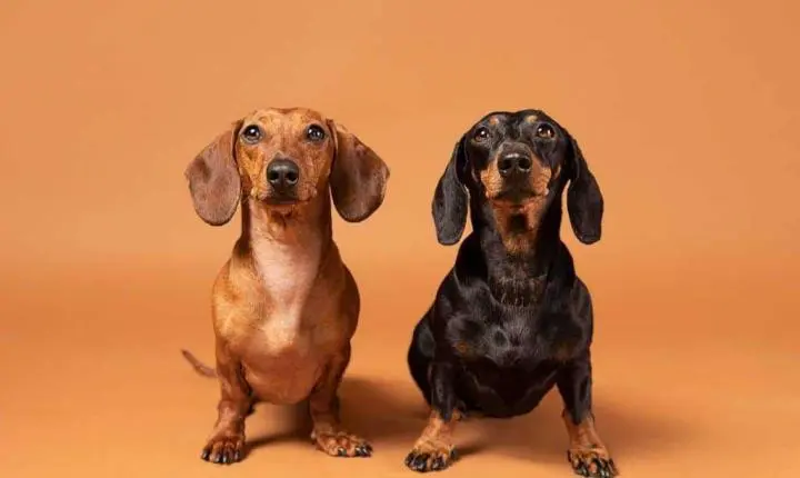 Invasão das salsichinhas! Golden Square Shopping recebe encontro de Dachshunds no Parque Pet