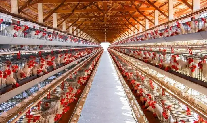 México deixa de importar frango do Brasil após surto de doença aviária 
