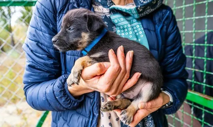 Pátio Higienópolis tem feira de adoção de pets neste final de semana
