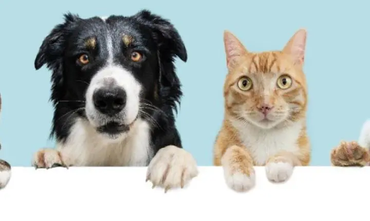 Pátio Paulista Realiza Nova Edição de Adoção Responsável de Cães e Gatos 