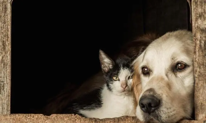 Pátio Paulista realiza nova edição de Pet Day com adoção de cães e gatos