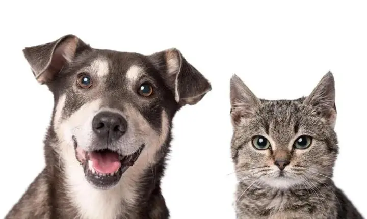 Pátio Paulista realiza quarta edição de Pet Day de 2026 com adoção responsável de cães e gatos
