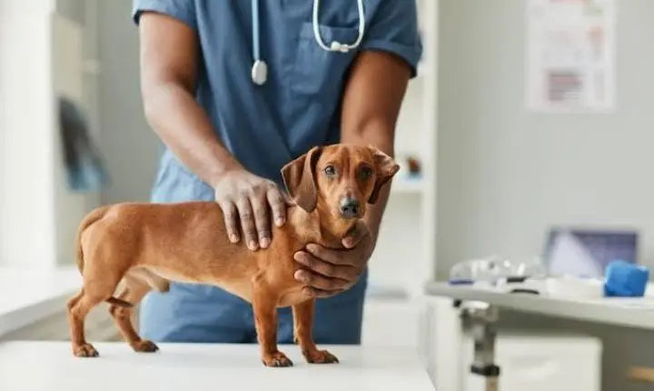 Pro Pet SP leva castração gratuita a 25,8 mil cães e gatos no primeiro semestre