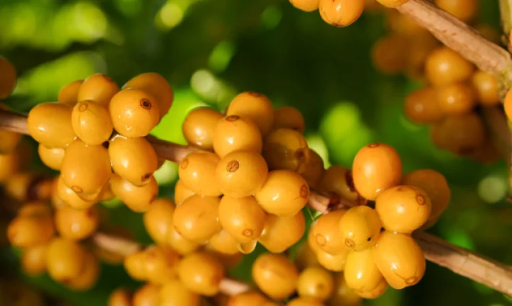 Região do Cerrado Mineiro leva cafés da nova safra e experiências sensoriais à World of Coffee Brussels 2026