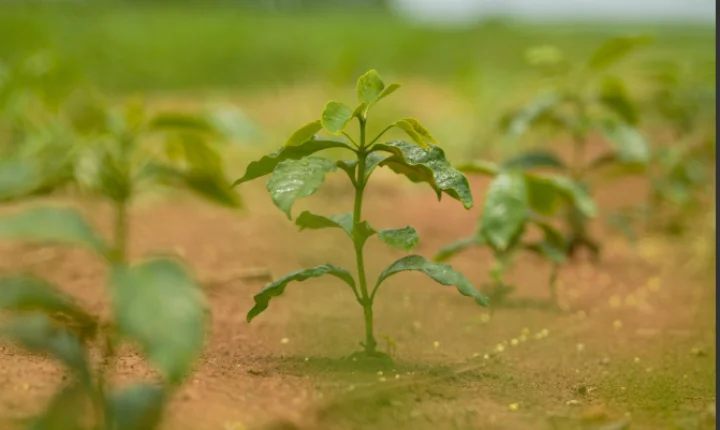 Região do Cerrado Mineiro promove plantio de árvores nativas com crianças em celebração ao Dia do Cerrado