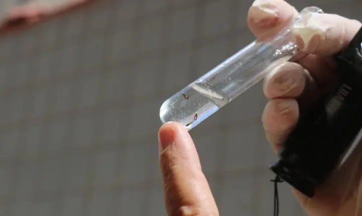 Santos inicia novo levantamento de concentração de larvas para mapear riscos do Aedes