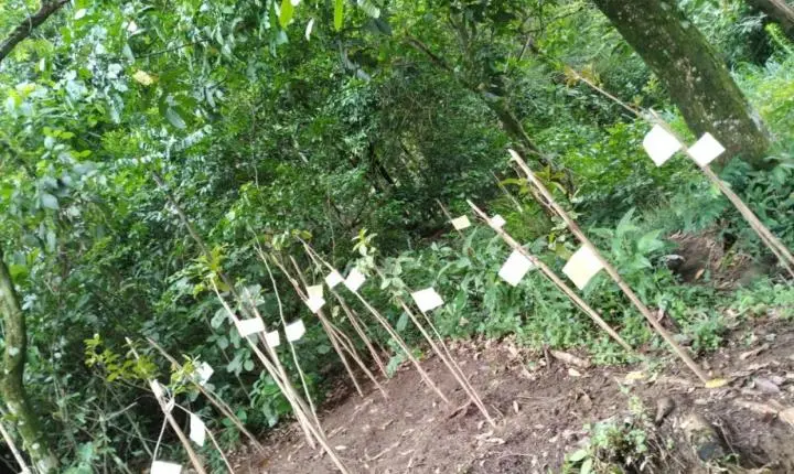 Santos promove plantio de árvores para encerrar o Mês do Meio Ambiente
