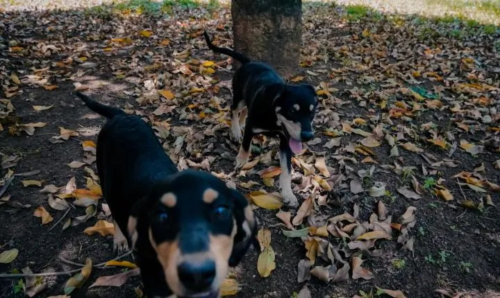 São Bernardo realiza feira de adoção de cães neste sábado