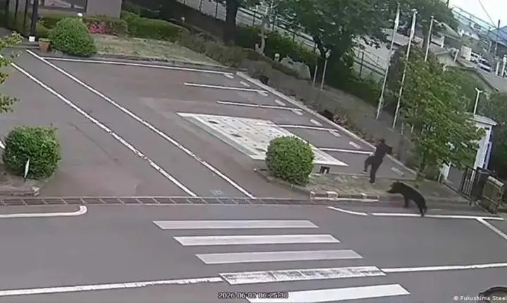 Urso ataca quatro pessoas em Fukushima, no Japão